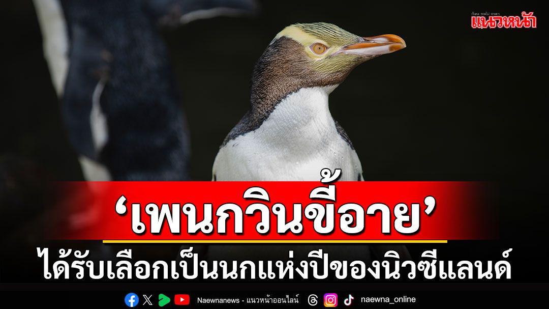 'เพนกวินขี้อาย'ได้รับเลือกเป็นนกแห่งปีของนิวซีแลนด์