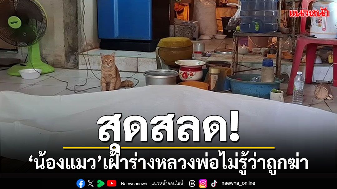 สุดสลด!แมวน้อย 2 ตัวเดินวนเวียนเฝ้าร่างหลวงพ่อในกุฏิไม่ห่างไม่รู้ว่าถูกฆ่า