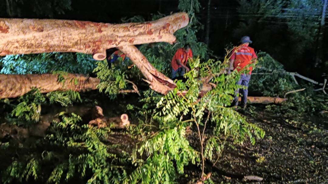 ‘พะเยา’พายุฝนถล่ม ‘น้ำป่าหลาก-ท่วมฉับพลัน’ ลมแรงพัดต้นไม้ล้มขวางถนน