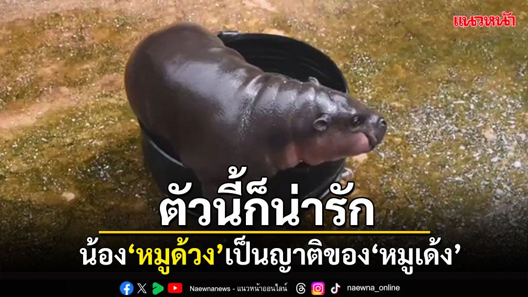 สวนสัตว์ขอนแก่นก็มี! 'หมูด้วง'ฮิปโปแคระน่ารัก ญาติ'หมูเด้ง'จอมดีด