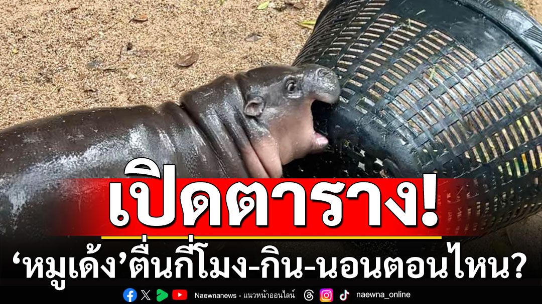 เปิดตารางเวลา'หมูเด้ง'  ตื่นกี่โมง-เดินโชว์ตัว-กิน-นอน ตอนไหน?