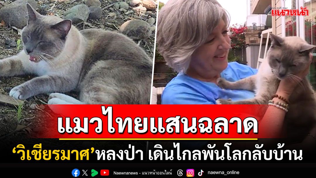 เจ้าของยังอึ้ง! แมวไทย'วิเชียรมาศ'หลงป่าในไวโอมิง ใช้เวลา2เดือนเดินกลับบ้านกว่า1,400กม.