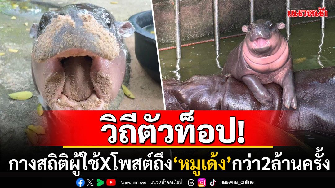 แพลตฟอร์ม'X'เปิดสถิติมีผู้ใช้งานโพสต์ถึง'หมูเด้ง'กว่า2.2ล้านครั้ง ทั่วโลกยกให้เป็น'ราชินีมีม'