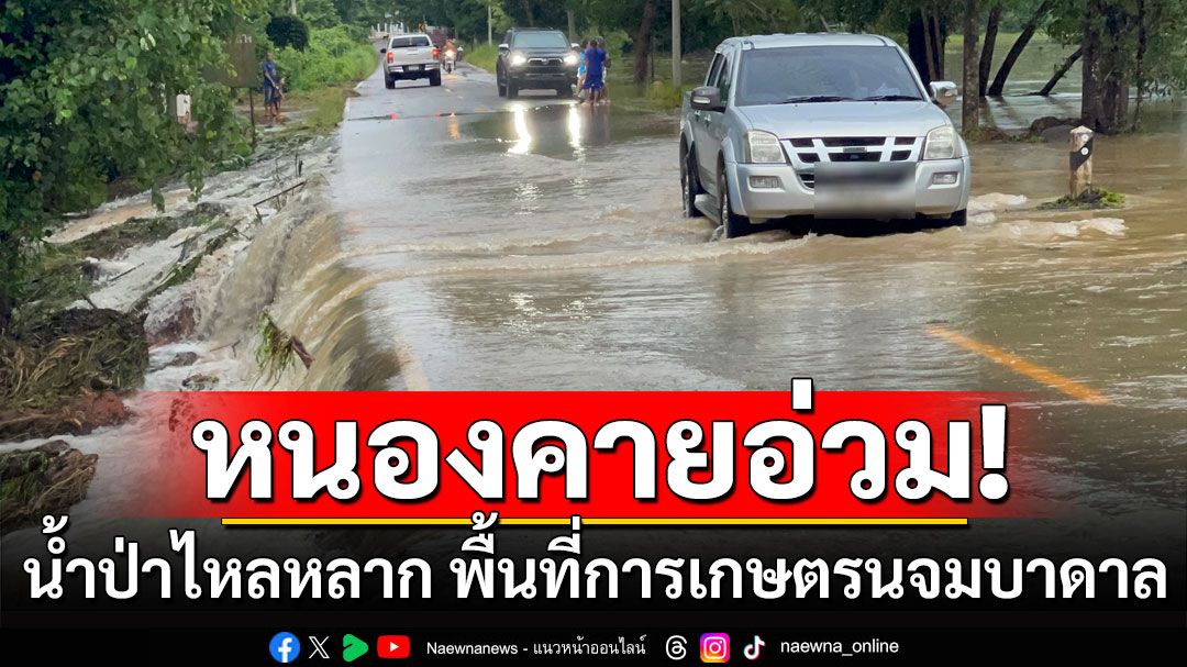 หนองคายอ่วม! ฝนถล่มน้ำป่าไหลหลาก ท่วมพื้นที่การเกษตรนาข้าวจมบาดาล