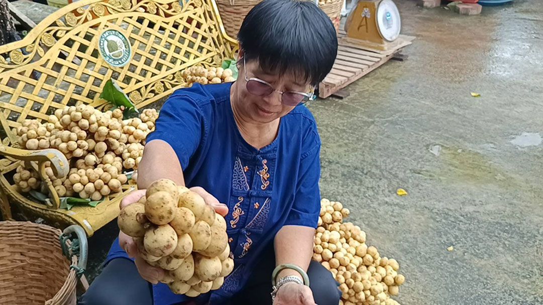 เข้าสู่เทศกาลลองกองลับแล'เทศบาลหัวดง'ตรวจเข้มสร้างมาตรฐานคุณภาพลองกอง