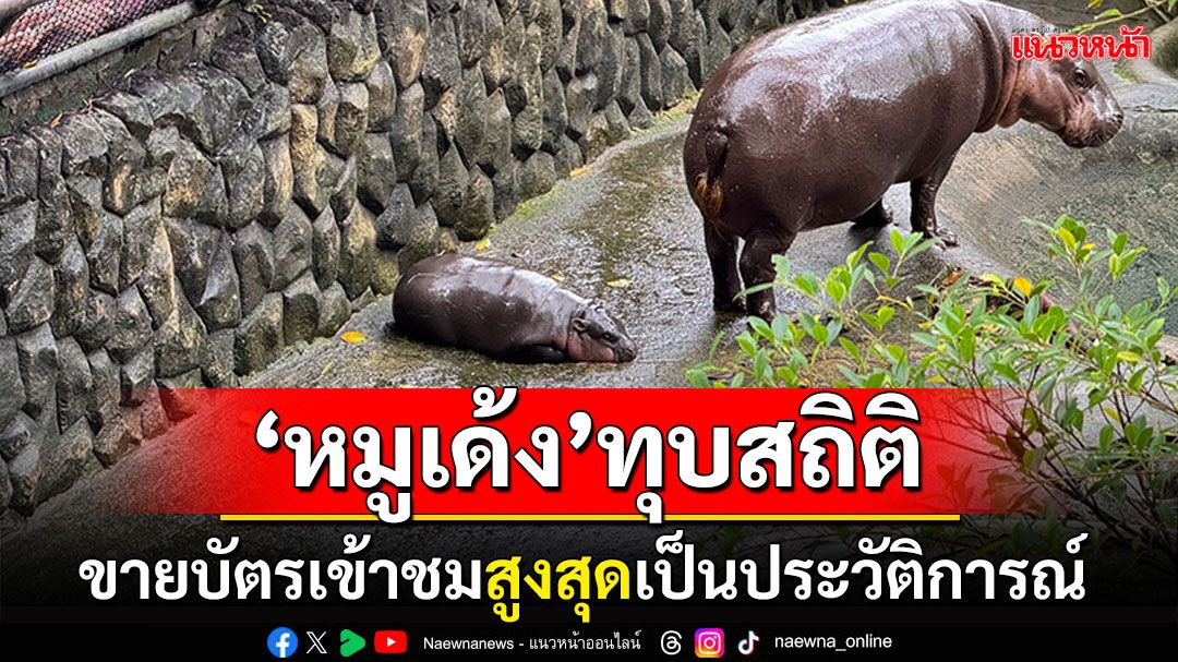 'หมูเด้ง'เขาเขียว ทุบสถิติขายบัตรเข้าชม สูงสุดเป็นประวัติการณ์