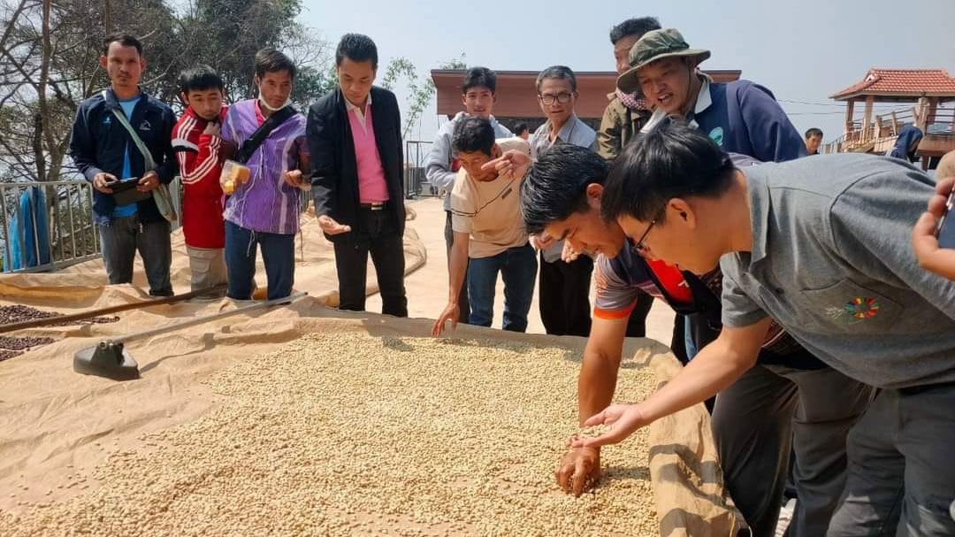 ปลูกกาแฟอะราบิกาใต้ร่มเงา งานวิจัยสู่การพัฒนา สร้างป่า สร้างรายได้ ชุมชนบ้านแม่จันหลวง จังหวัดเชียงราย