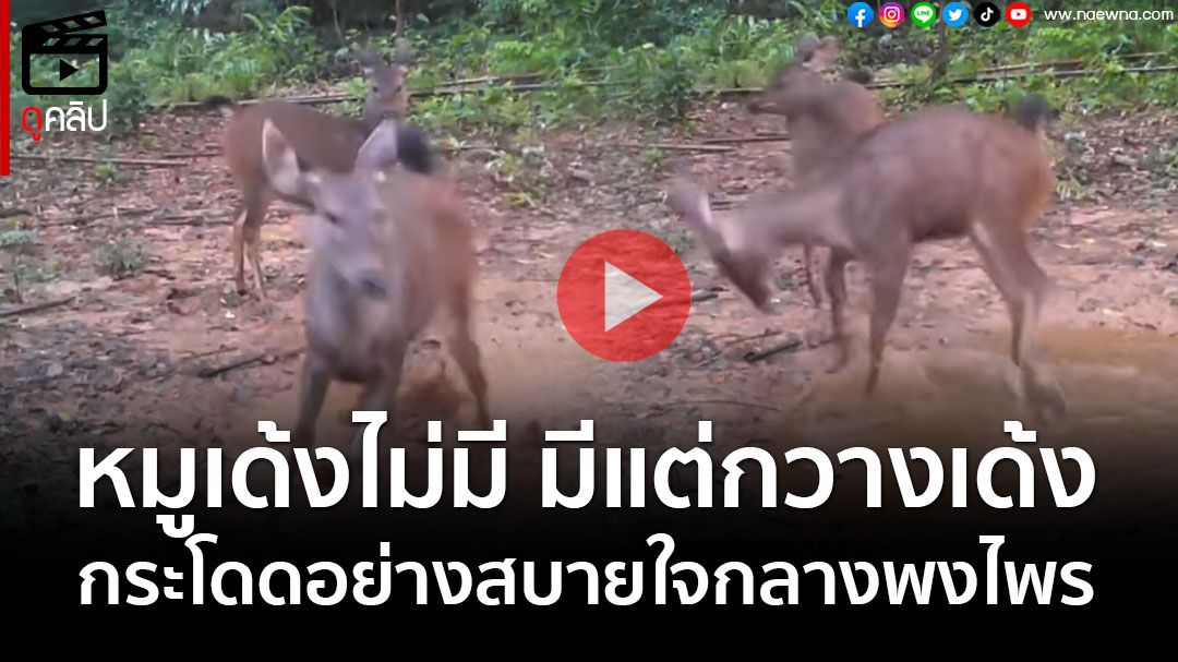 (คลิป) 'กวางเด้ง' แห่ง อช.ศรีพังงา กระโดดอย่างสบายใจกลางพงไพร