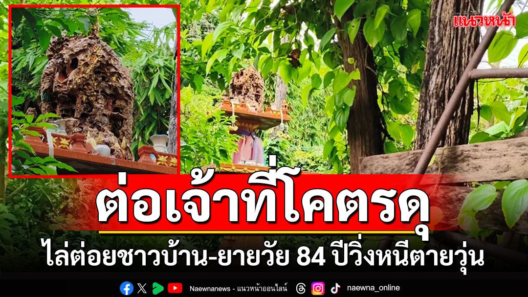 'ต่อหัวเสือ'ยึดศาลพระภูมิทำรังโคตรดุไล่ต่อยชาวบ้าน-ยายวัย 84 ปีวิ่งหนีตายวุ่น