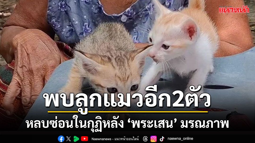 ลูกชายตรวจสอบทรัพย์สิน'หลวงพ่อ'ที่มรณภาพพบ'ลูกแมวน้อย'อีก 2 ตัวแอบอยู่ในกุฏิ