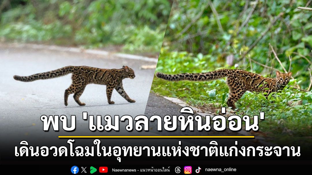 พบ 'แมวลายหินอ่อน' สัตว์ป่าสงวนเดินอวดโฉมในอุทยานแห่งชาติแก่งกระจาน