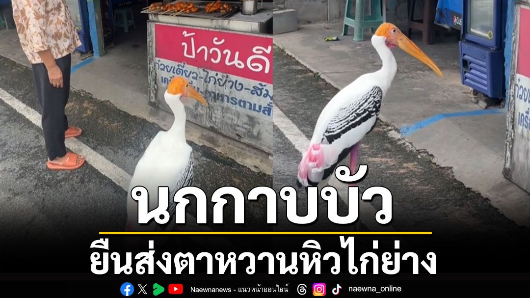 'นกกาบบัว' ยืนส่งตาหวานหิวไก่ย่าง ชาวเน็วแซว 'สวนสัตว์แปลกเขาเขียว'