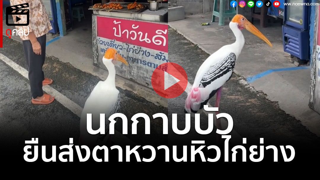 (คลิป) 'นกกาบบัว' ยืนส่งตาหวานหิวไก่ย่าง ชาวเน็วแซว 'สวนสัตว์แปลกเขาเขียว'