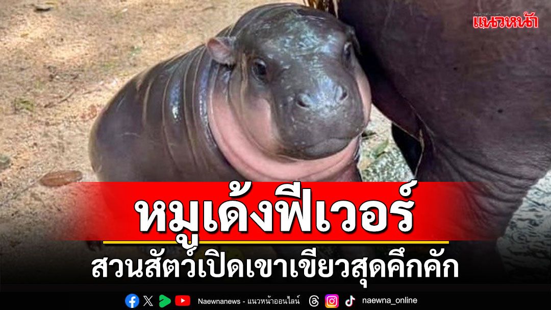 หมูเด้งฟีเวอร์!!! สวนสัตว์เปิดเขาเขียวสุดคึกคัก