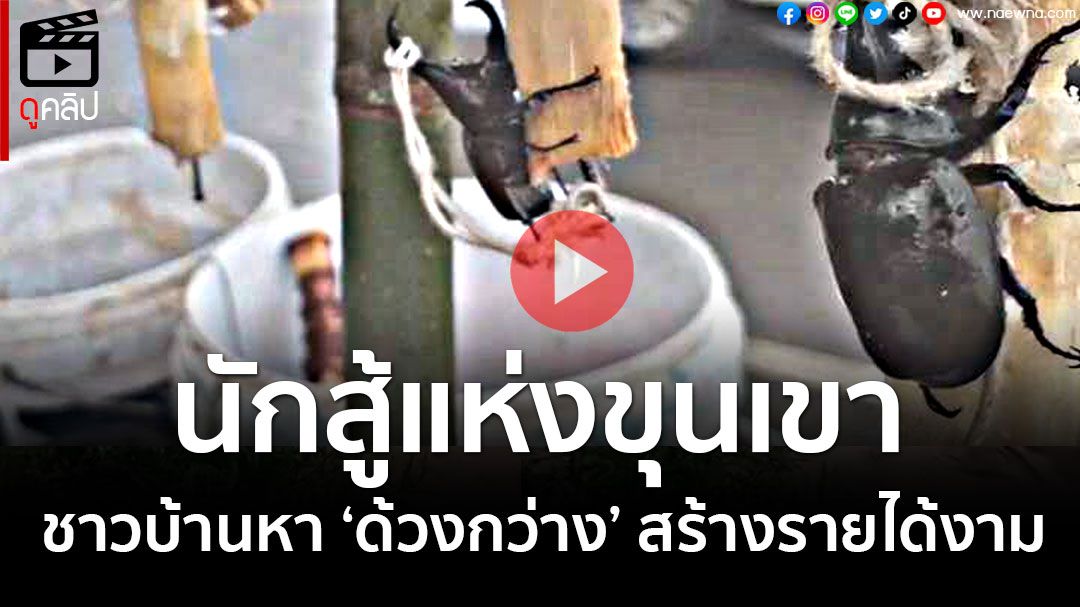 (คลิป) ฤดูกาล 'ด้วงกว่าง' นักสู้แห่งขุนเขา