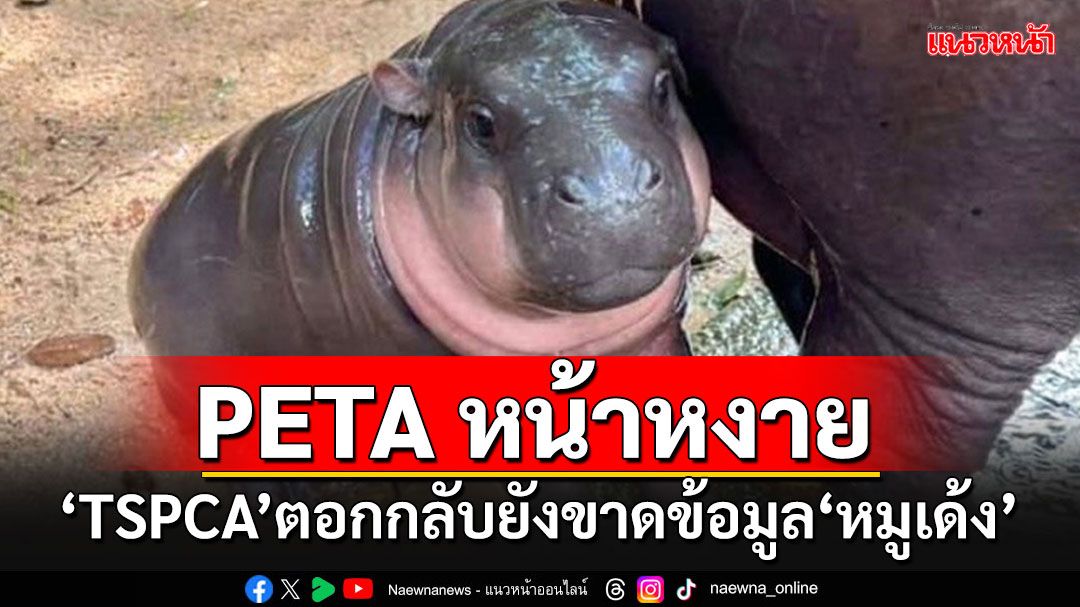 เลขาฯ'TSPCA' ตอกกลับ PETA หน้าหงาย ยังขาดข้อมูลรอบด้านกรณีฮิปโป'หมูเด้ง'