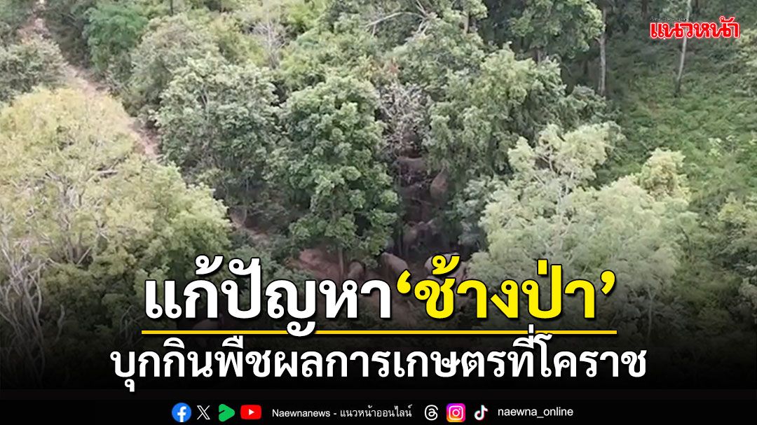 ชาวโคราช4อำเภอ ร่วมกันแก้ปัญหา'ช้างป่า' บุกกินพืชผลทางการเกษตร