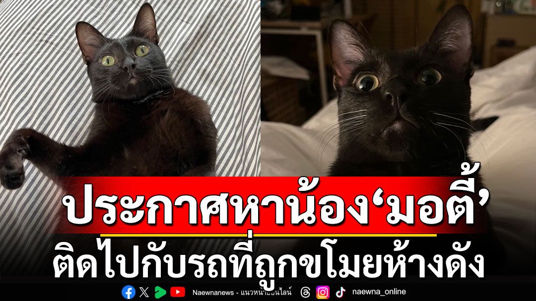 ประกาศหาน้องแมว'มอตี้' ติดไปกับรถที่ถูกขโมยห้างดังย่านรัชดา