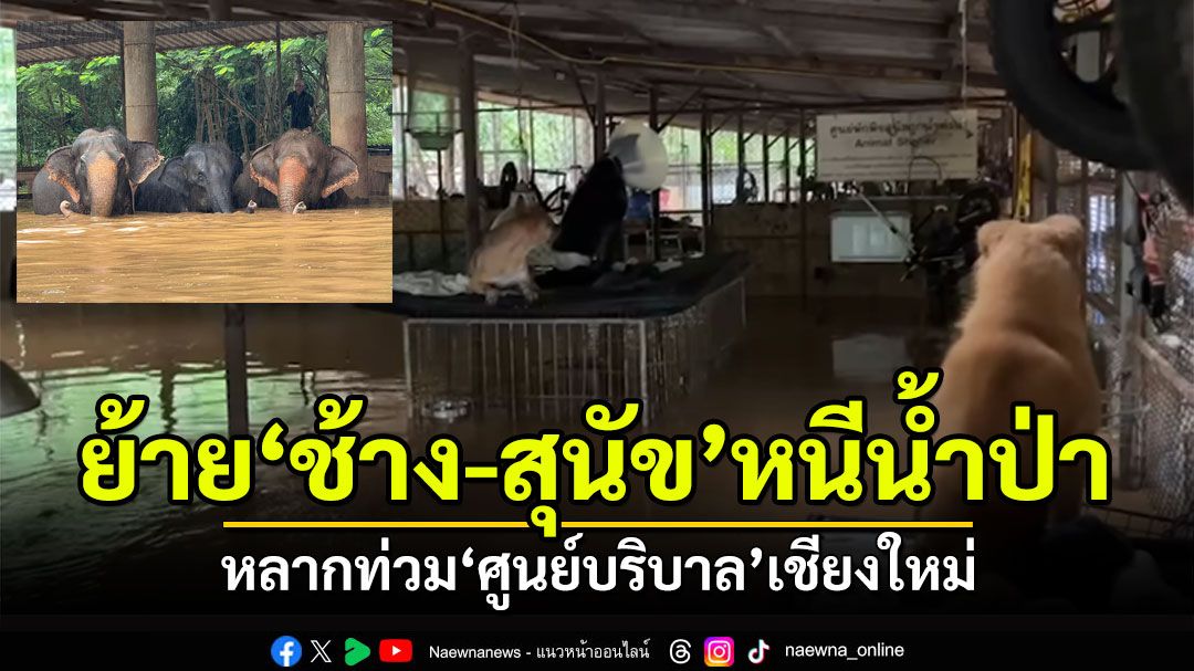 ช่วยด่วน! ย้าย'ช้าง-สุนัข'หนีน้ำป่า หลากท่วม'ศูนย์บริบาล'เชียงใหม่