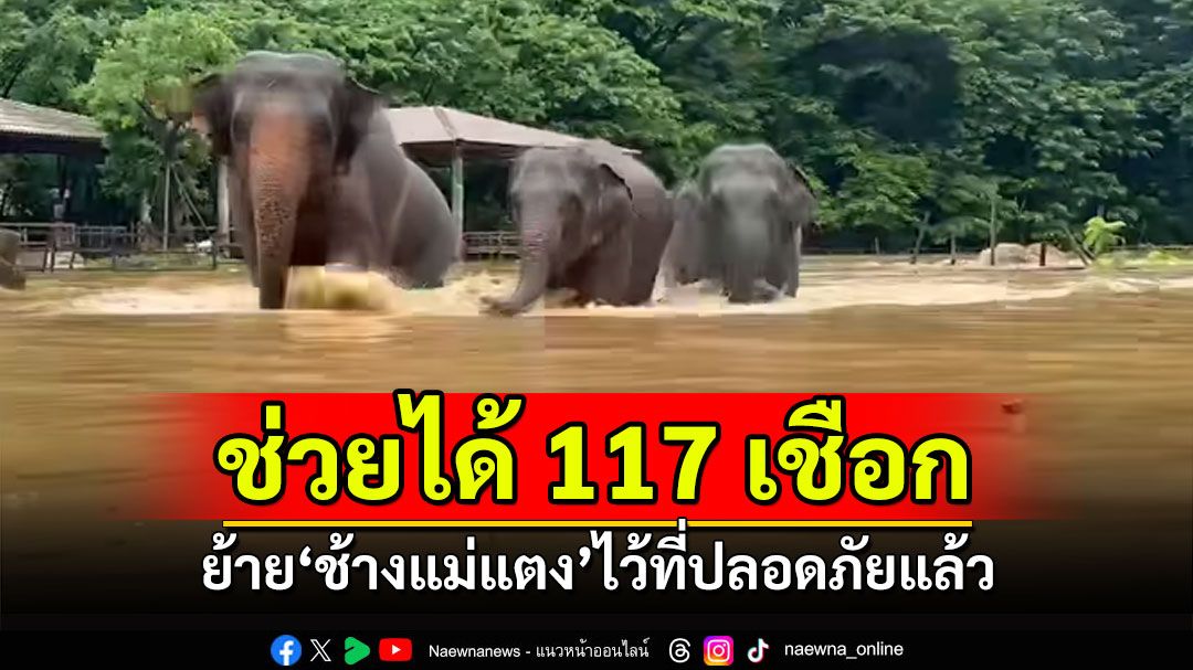 ช่วยได้แล้ว117เชือก 'ภูมิธรรม'เผยเคลื่อนย้าย'ช้างแม่แตง' ไว้ที่ปลอดภัยแล้ว