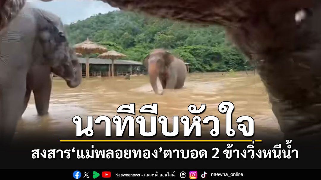 คลิปนาทีช้างหนีน้ำ สงสาร'แม่พลอยทอง'ตัวสุดท้าย ตาบอด 2 ข้างตามเพื่อนไม่ทัน