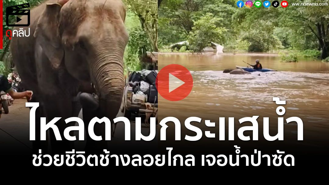 (คลิป) นาทีควาญช้างช่วยชีวิต 'ช้าง'ไหลมาตามกระแสน้ำป่า'แม่แตง'