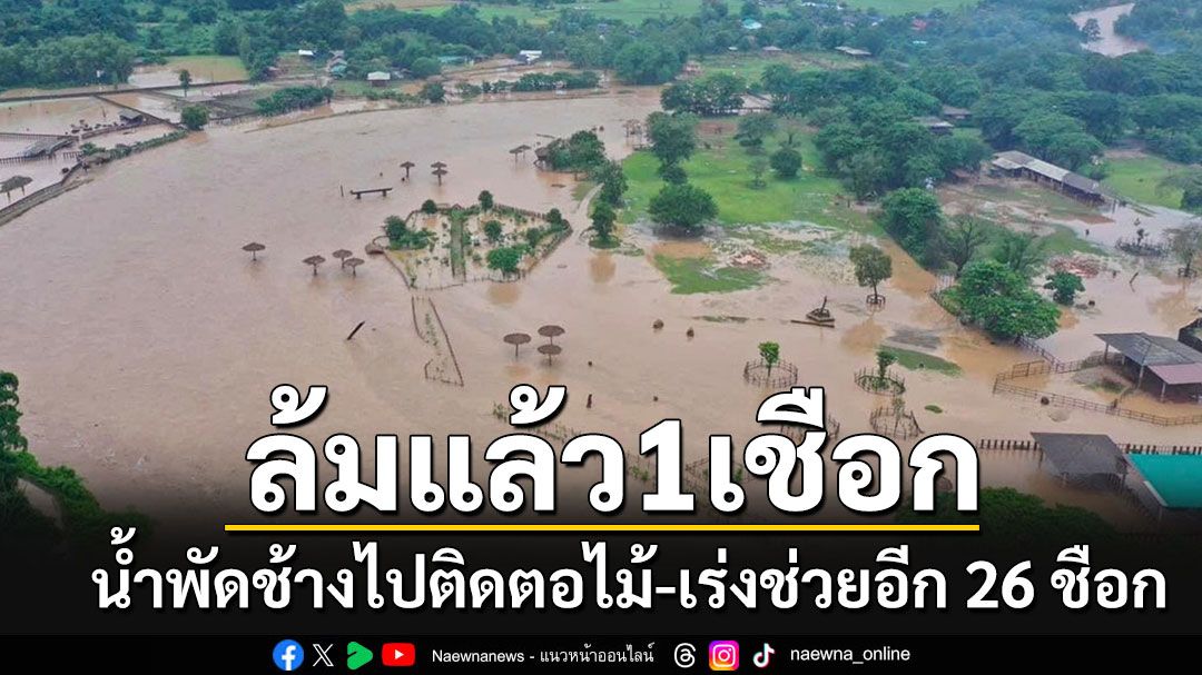 สุดเศร้า!!! แจ้งข่าวร้ายช้างไหลตามน้ำติดตอไม้ ล้มแล้ว 1 เชือก เร่งช่วยอยู่ในคอกอีก 26 เชือก