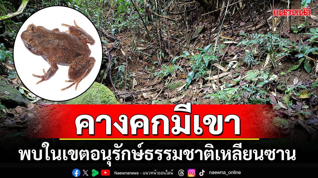 จีนตื่น! พบ'คางคกมีเขา'สายพันธุ์ใหม่ ลักษณะเด่นตรงมีริมฝีปากอวบอิ่ม