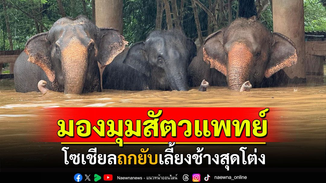 หมอมองอีกมุม! 'ช้าง โซ่ และควาญที่ดี' โซเชียลถกยับเลี้ยงช้างสุดโต่ง