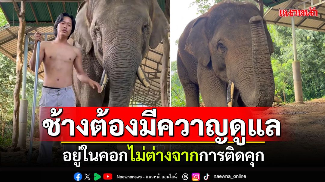 ความในใจของควาญ! ช้างต้องมีควาญดูแล ช้างในคอกไม่ต่างจากติดคุก-ควรรับฟังบ้าง