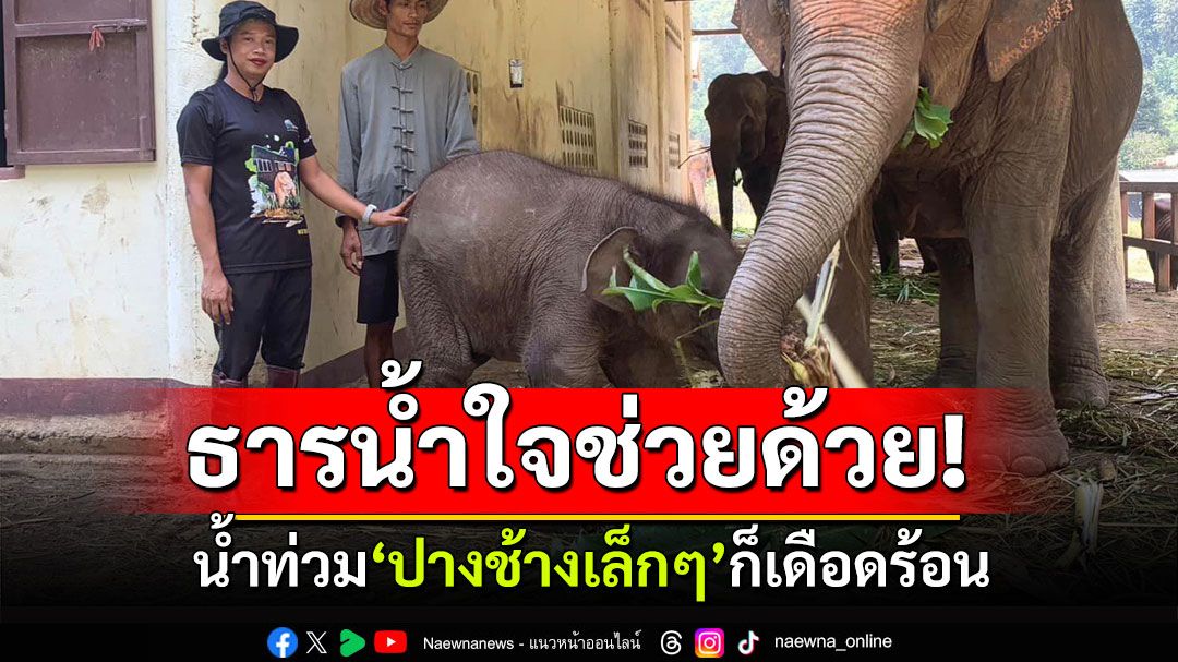 ธารน้ำใจช่วยด้วย! น้ำท่วม'ปางช้างเล็กๆ'ก็เดือดร้อน ขาดแคลนอาหาร