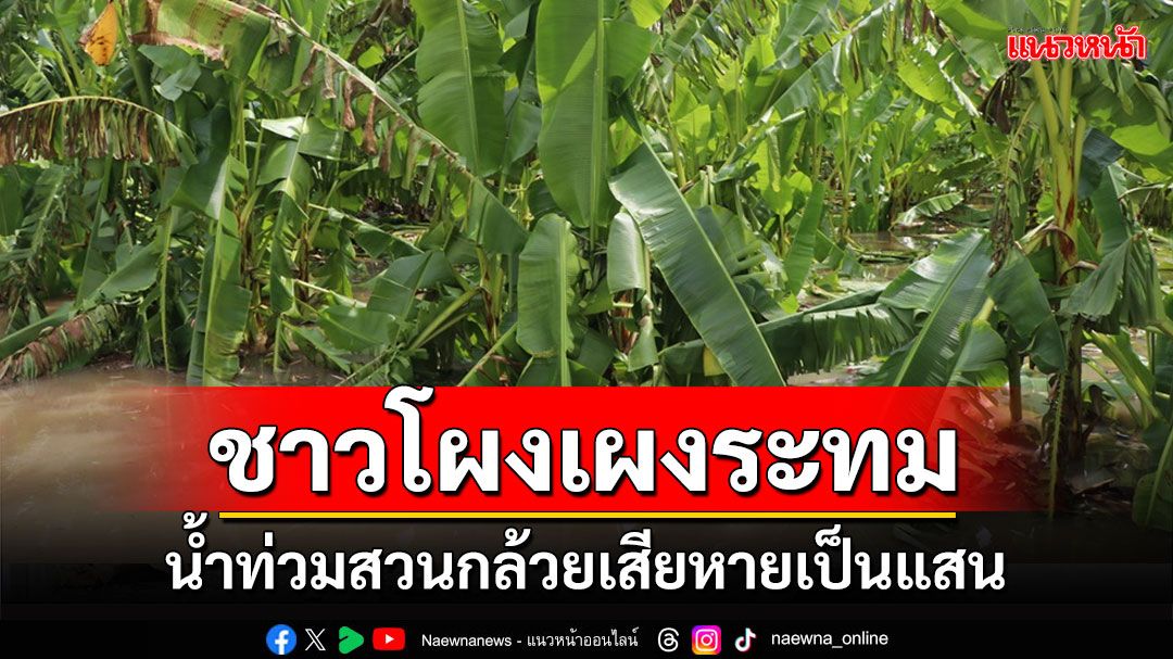 ชาวสวน'ตำบลโผงเผง'ระทม'กล้วยหอมกล้วยไข่'ถูกน้ำท่วมเสียหายเป็นแสน