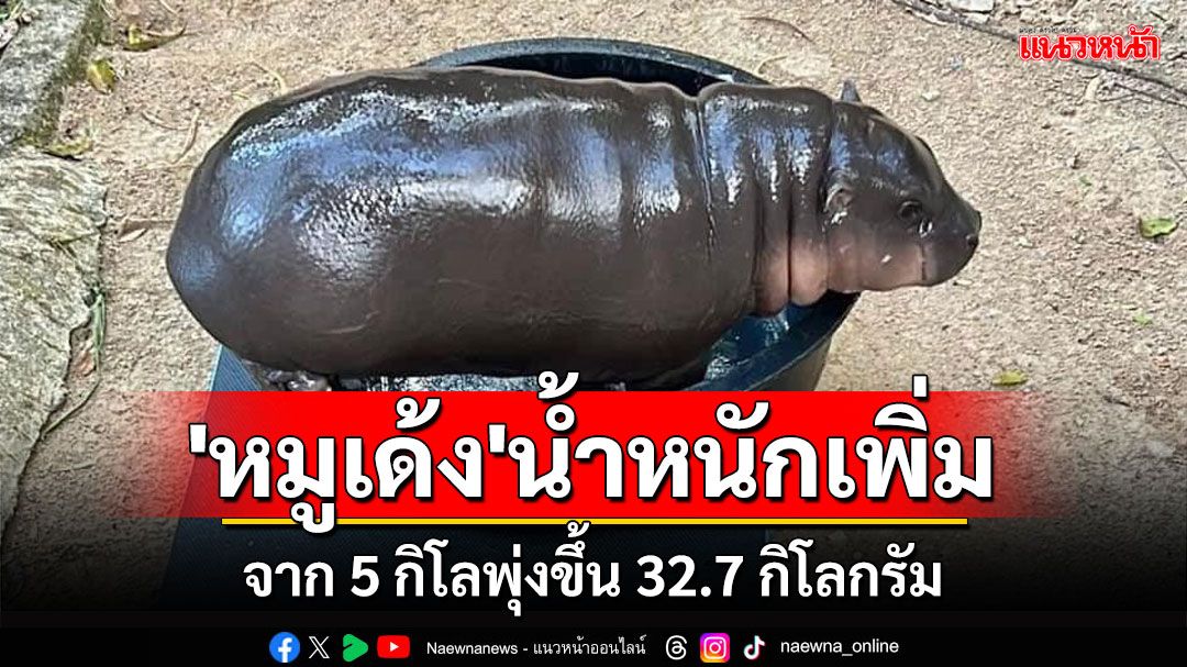 'หมูเด้ง'แข็งแรงดีน้ำหนักตัวเพิ่มขึ้นจาก 5 กิโลเป็น 32.7 กิโลกรัม