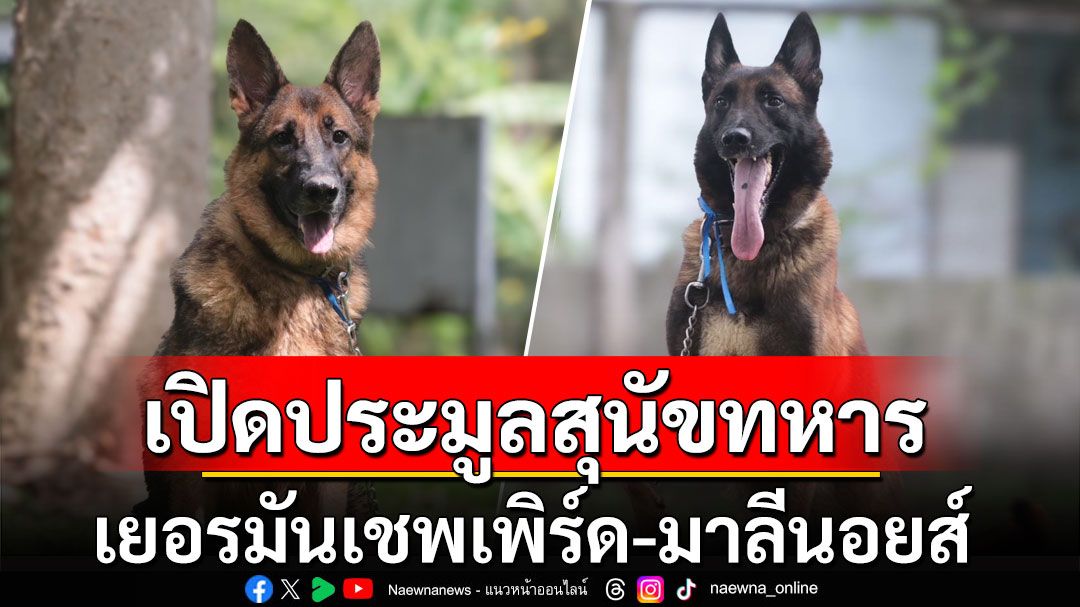 เปิดประมูลสุนัขทหารไม่ผ่านเกณฑ์ เยอรมันเชพเพิร์ด-มาลีนอยส์ 16 พ.ย.นี้