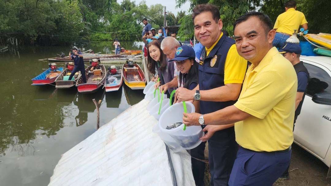 ประมงกรุงเทพกำจัด‘ปลาหมอคางดำ’ในเขตบางขุนเทียน จับมือกับซีพีเอฟปล่อยปลาผู้ล่า