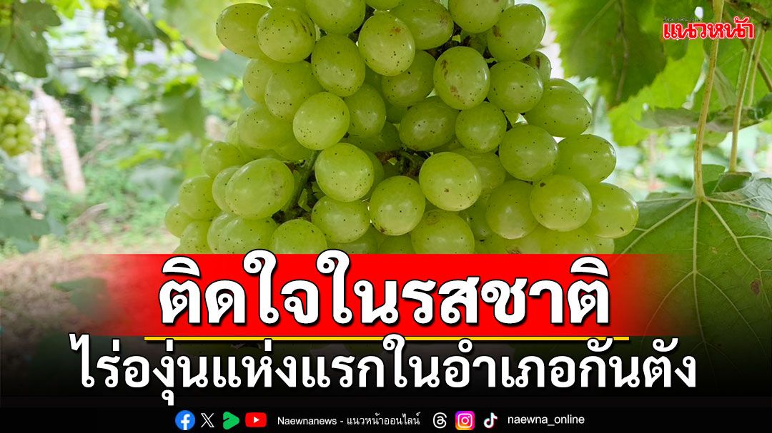 ติดใจในรสชาติ!!! ไร่องุ่นแห่งแรกในอำเภอกันตัง