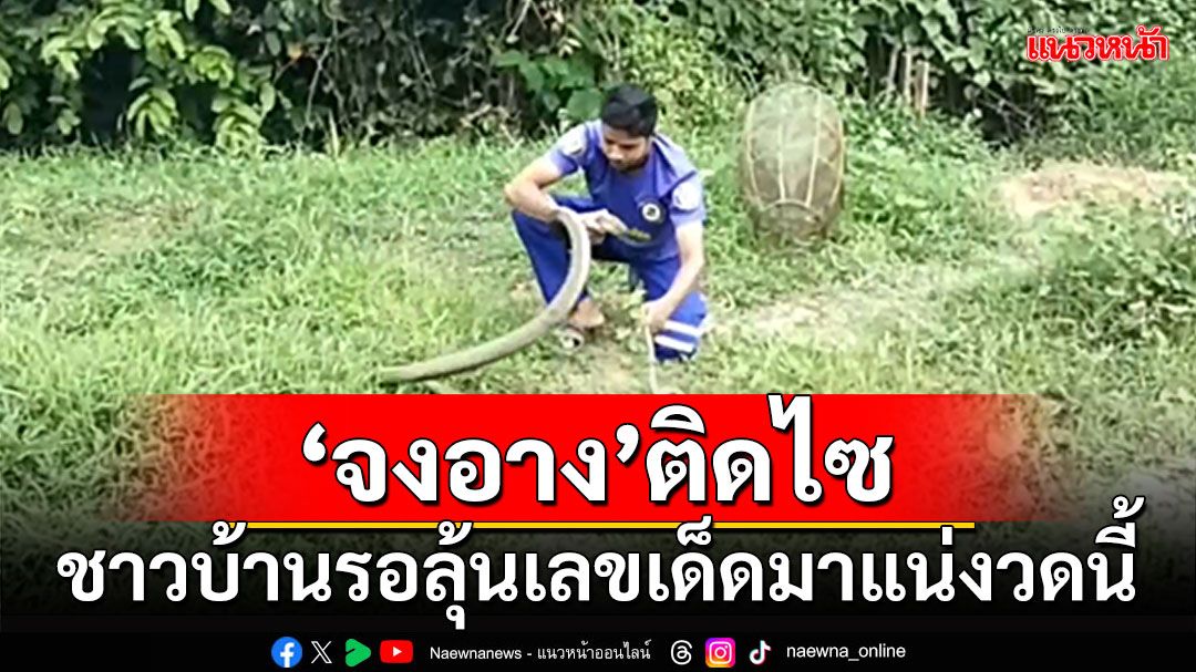 'จงอาง'ติดไซ ชาวบ้านรอลุ้น เลขเด็ดมาแน่ๆงวดนี้