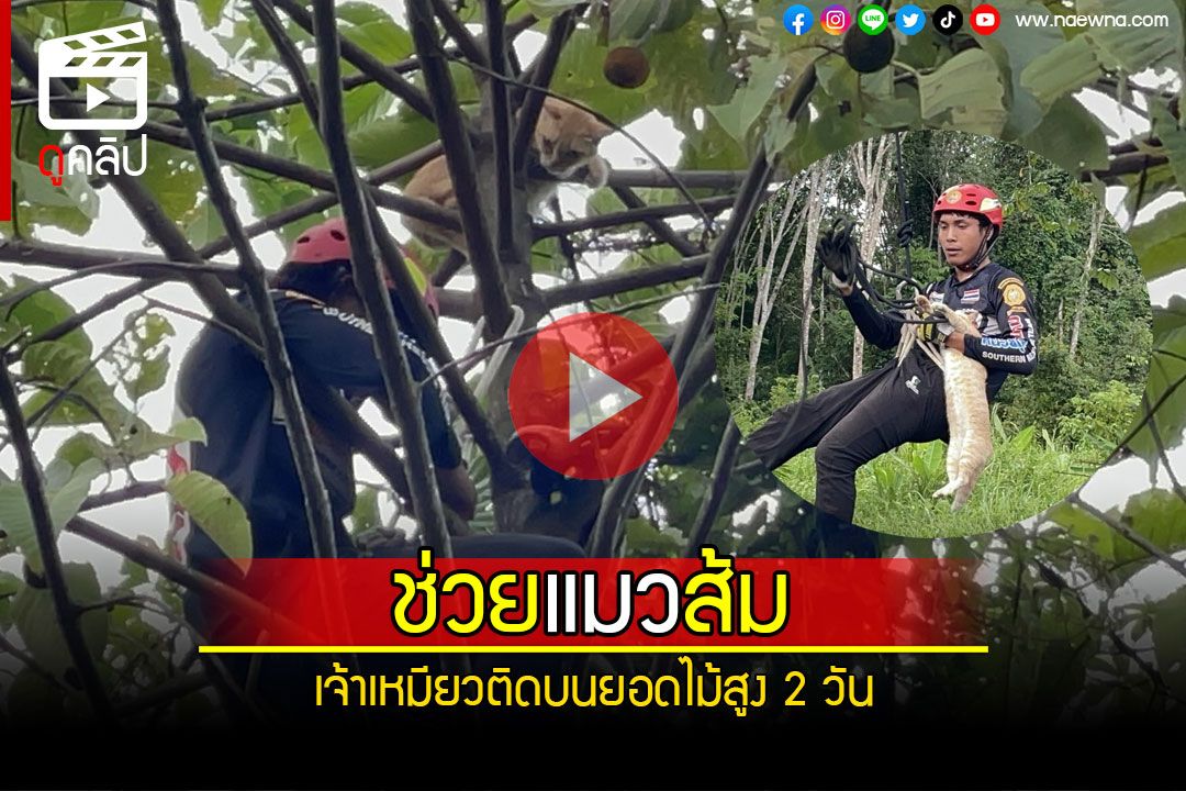 (คลิป) ไต่เชือกโรยตัว! กู้ภัยช่วยน้องแมวสีส้ม ติดบนยอดไม้สูงนาน 2 วัน