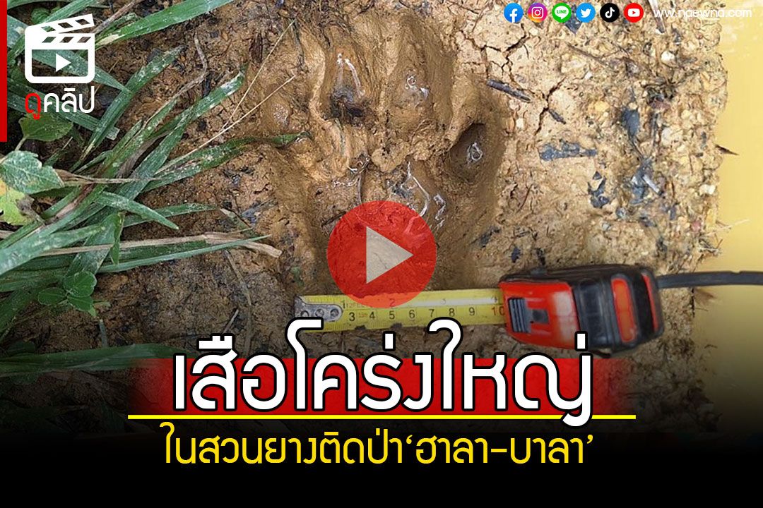 (คลิป) พบเสือโคร่ง! วนเวียนหาอาหารในสวนชาวบ้าน เขตติดผืนป่า'ฮาลา- บาลา'