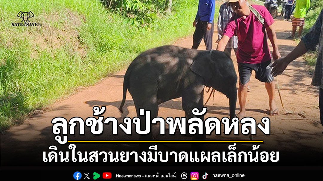 น้องหลงกับแม่! พบลูกช้างป่าเดินวนในสวนยาง มีแผลที่งวงและขา