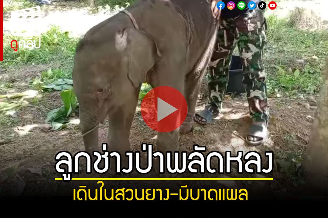 (คลิป) น้องหลงกับแม่! พบลูกช้างป่าเดินวนในสวนยาง มีแผลที่งวงและขา