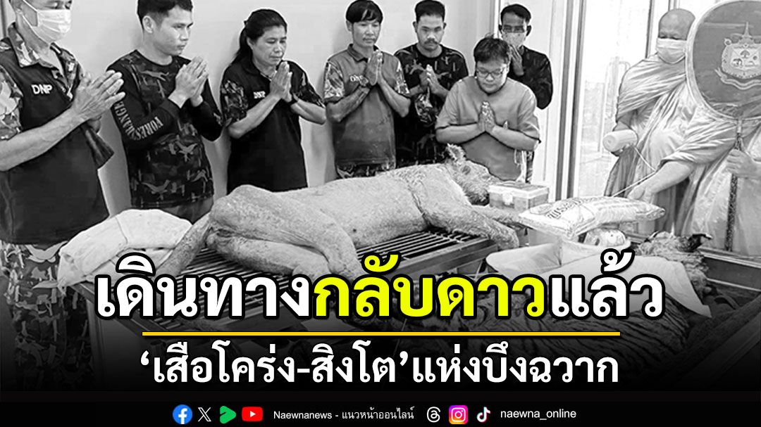 'เสือโคร่ง-สิงโต'แห่งบึงฉวาก 'ย่าเดือน-น้องเปรี้ยว'เดินทางกลับดาวแล้ว