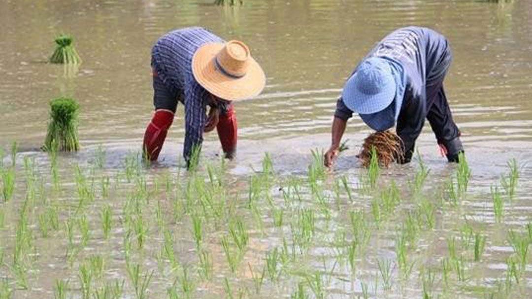 ศูนย์บริการพัฒนาปลวกแดงตามพระราชดำริ จังหวัดระยอง จัดทำแปลงเรียนรู้การผลิตเมล็ดพันธุ์ข้าวคุณภาพดี