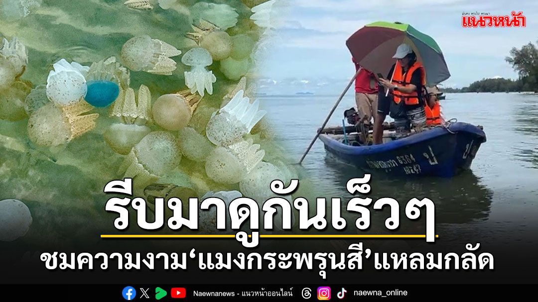 \'ชาวแหลมกลัด\'ดีใจ!! นทท.แห่ชมแมงกระพรุนสี มีรายได้ครัวเรือนนับหมื่น/ครัวเรือน