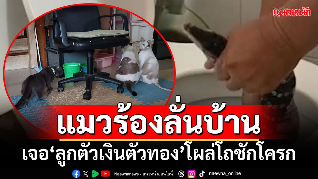 แมวร้องลั่นบ้าน!!! เจอ‘ลูกตัวเงินตัวทอง’โผล่โถชักโครก