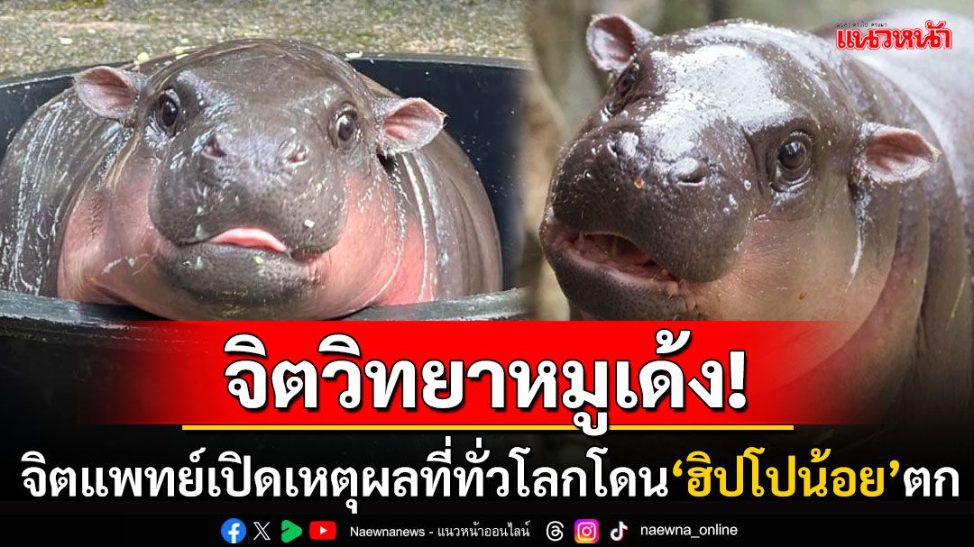 จิตวิทยาหมูเด้ง! จิตแพทย์เผย 4 เหตุผล ทำไม'ฮิปโปน้อย'ถึงครองใจคนทั่วโลก