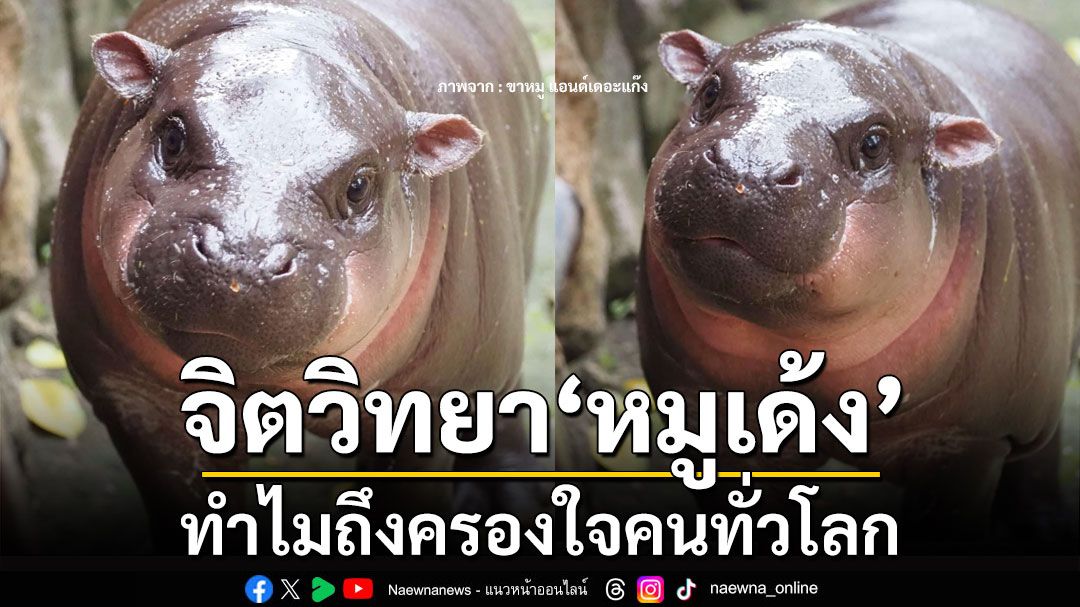 'จิตแพทย์' เผย 4 ข้อ จิตวิทยา 'หมูเด้ง' ทำไมถึงครองใจคนทั่วโลก