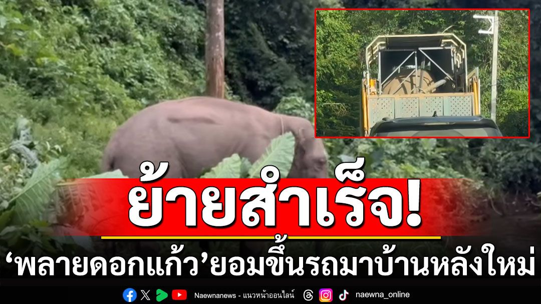 ย้ายสำเร็จ! 'พลายดอกแก้ว'ยอมขึ้นรถมาบ้านหลังใหม่ จากแม่แตง ถึง ร่มแดนช้าง