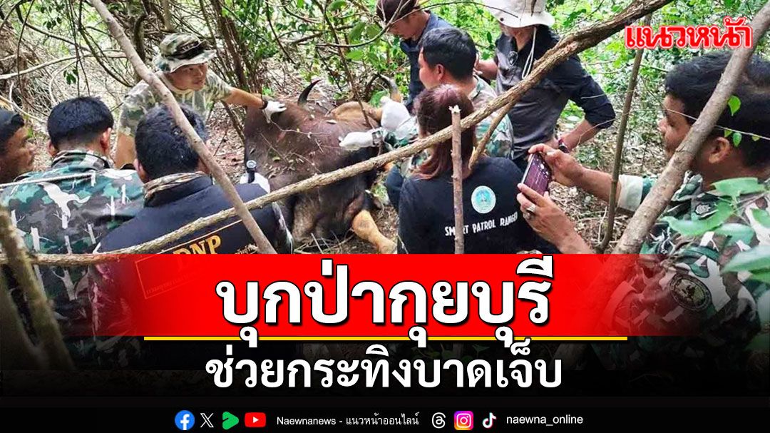 อช.กุยบุรีร่วมกับทีมสัตวแพทย์ สบอ.3 เพชรบุรี ช่วยกระทิงบาดเจ็บ