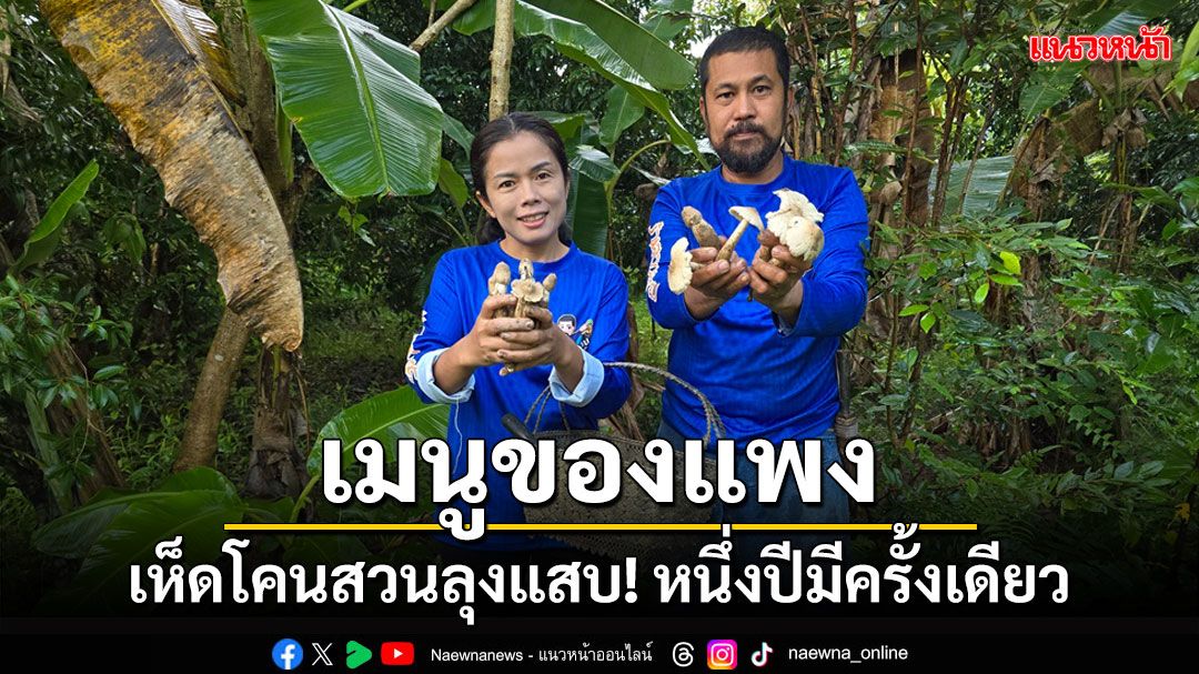 เห็ดโคนสวนลุงแสบ! เมนูของแพงหนึ่งปีมีครั้งเดียว รสชาติหวานและกรอบ